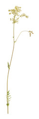 Wall Mural - Dropwort, Filipendula vulgaris isolated on white background