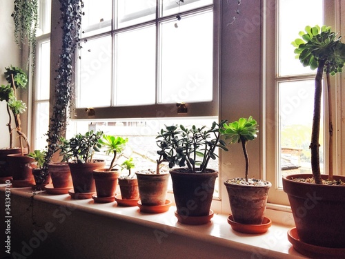 Fototapeta na drzwi i meble Row Of Potted Plants On Window Sill