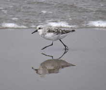 A Sanderling (Calidris Alba) Runs Across The Shore, Reflected In The Wet Sand At Moss Landing State Beach In California.