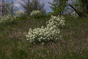 Crambe tataria  is a plant up to 1 m tall which has a naturally spherical shape when flowering . It grows scattered in the warm open steppes. Pouzdranska step - Kolby, Czech Republic