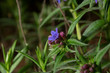 Lithospermum purpurocaeruleum, the purple gromwell, is a herbaceous perennial rhizomatous plant of the genus Lithospermum, belonging to the family Boraginaceae.