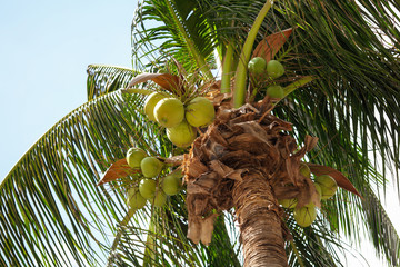 Coconuts on a palm tree in a park