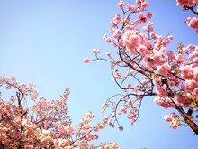 Low Angle View Of Pink Flowers Blooming On Tree