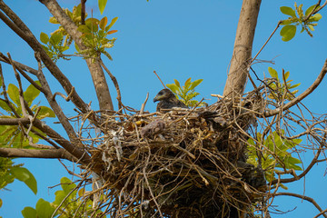 Wall Mural - bird nest in the tree