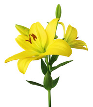 Beautiful Yellow Lilies (Lilium, Liliaceae) With Buds Isolated On White Background, Including Clipping Path.
