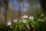 Fototapeta Natura - White flowers of wood anemone with blurred background