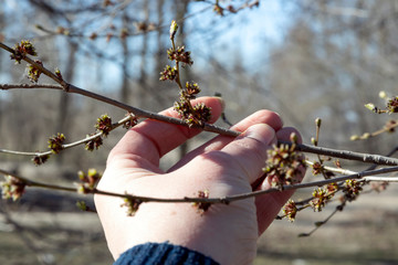 The first young leaves on tree branches. Female hand gently holds branches with young leaves in sunny, spring weather in the city garden.