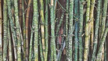 Full Frame Shot Of Bamboos With Graffiti