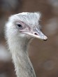 Close-up Of Ostrich