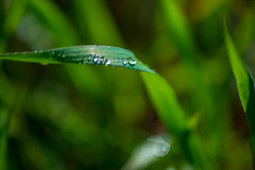 Drops of dew on the green grass. Photographed close-up with a blurred background.