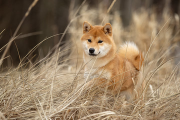 Wall Mural - Beautiful portrait of a Shiba dog in the autumn grass. The photo is of good quality.