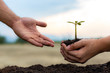 © Puwasit Inyavileart - Young men give female seedlings to plant in fertile soil, ready to grow into a large tree in the future, Plants help increase oxygen in the air and soil, Save world save life concept.