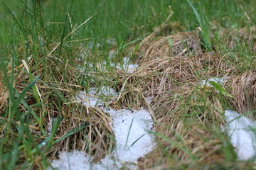 green grass and white snow in spring