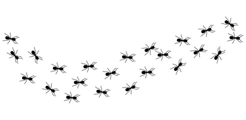 Wall Mural - Ant column. Black insect silhouettes trip. Teamwork, hard work metaphor. Forest life, isolated ants marching vector illustration. Ant black, teamwork colony group, unity row working