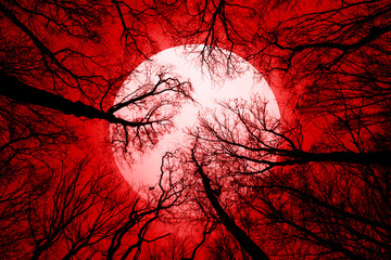 Canvas Print - horror forest background, full moon above trees, apocalyptic scene