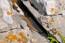 European Wall Lizard / Mauereidechse (Podarcis Muralis) - Picos De Europa, Spanien / Spain