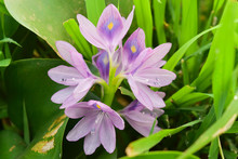 Water Hyacinth Flower With Blurry Green Leaf In The Background