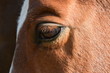 brown horse eye close up fox