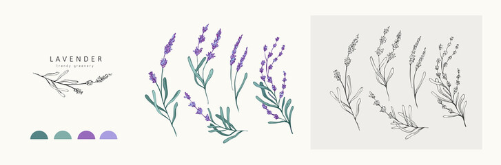 Wall Mural - lavender logo and branch. hand drawn wedding herb, plant and monogram with elegant leaves for invita