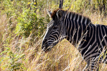 Wall Mural - Zebra walking through grass, Kruger National Park, South Africa