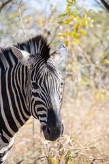 Wall Mural - Zebra walking through grass, Kruger National Park, South Africa