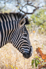 Wall Mural - Zebra walking through grass, Kruger National Park, South Africa