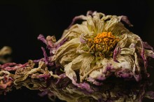 Close-up Of Dead Flowers Against Black Background
