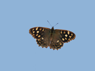 Schmetterling in Zoo Rheine