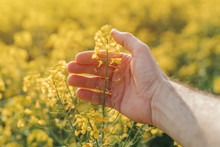Close Up Of Farmer's Hand Holding Blooming Rapeseed Plant