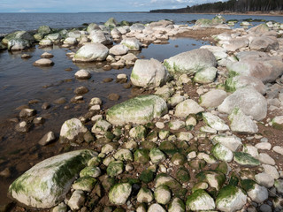 Rocky beach Baltic Sea, rocks in the water with reflection, two seagulls on a rock, shoreline with forest