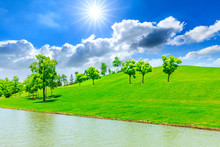 Green Grass And Tree On A Sunny Day.