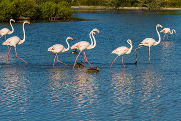 Sticker - Rosaflamingo (Phoenicopterus roseus) in der Camargue, Frankreich