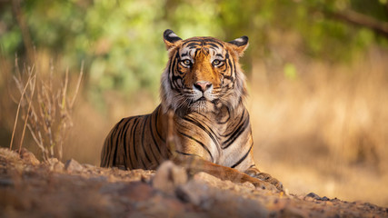 amazing tiger in the nature habitat. tiger pose during the golden light time. wildlife scene with da