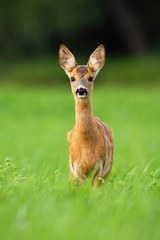 Wall Mural - alert roe deer, capreolus capreolus, fawn standing in green grass and looking in camera with flies a