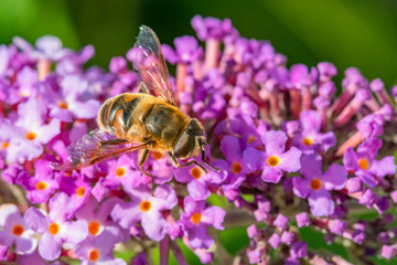 Close-up of a bee which is looking for nectar in the purple flowers of a butterfly bush