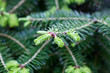 © mpephotos - Pine Tree New Growth Close Up