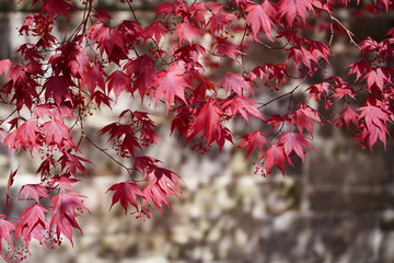Wall Mural - Red foliage of a Japanese Maple tree
