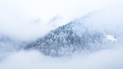 snow trees in the mist 2