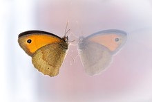 Close-up Of Butterfly With Reflection On Glass