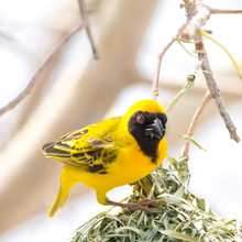 Yellow Masked Weaverbird Holding Grass To Building Nest