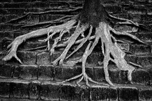 Old Tree Roots On Stone Stairs. Black And White Photo.