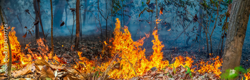 Fotografía forest fire disaster is burning caused by humans