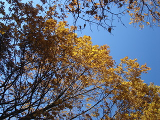 Wall Mural - autumn oak trees against blue sky