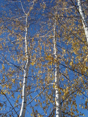 Wall Mural - birch trees in autumn on a blue sky background