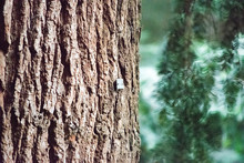 Close-up Of Tree Bark