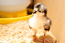 Curious Baby Chicken. Australorp Chick, Young And Adorable.