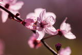 Fototapeta Kwiaty - Blossoms of a Prunus serrulata or Japanese cherry in spring, close up