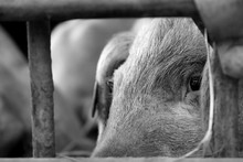 Close-up Of Pig Seen Through Fence
