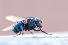 Macro Shot Of Blue Fly On Surface