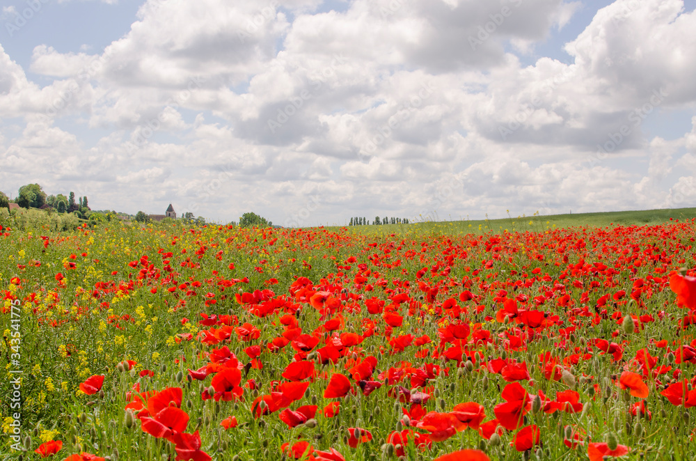 champ de coquelicot rouge campagne - obrazy, fototapety, plakaty 